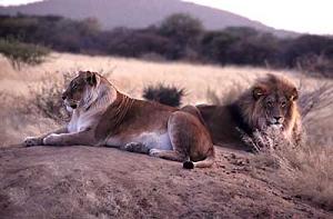 Fotos de leones